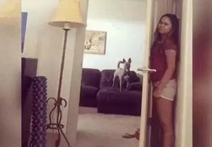 逼逼狗在线视频,揭秘网络红人的魅力与争议