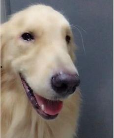 逼逼狗在线视频,揭秘网络红人的魅力与争议