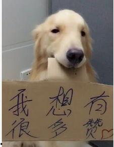 逼逼狗在线视频,揭秘网络红人的魅力与争议