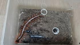 蜈蚣养殖在线视频观看,在线视频揭秘养殖技巧与要点