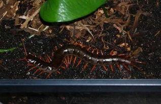 蜈蚣养殖在线视频观看,在线视频揭秘养殖技巧与要点