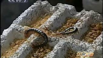 蜈蚣养殖在线视频观看,在线视频揭秘养殖技巧与要点