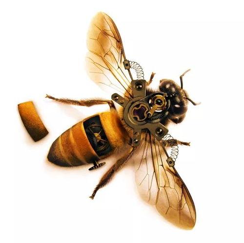 蜜蜂97在线视频,揭秘蜜蜂世界的神奇之旅  第3张