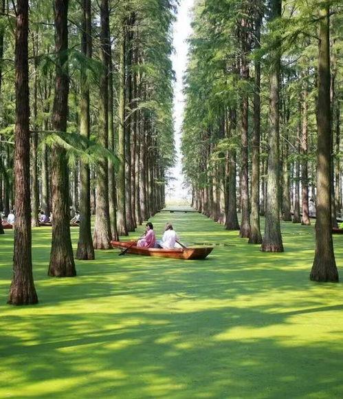 绿意盎然在线视频播放  第3张